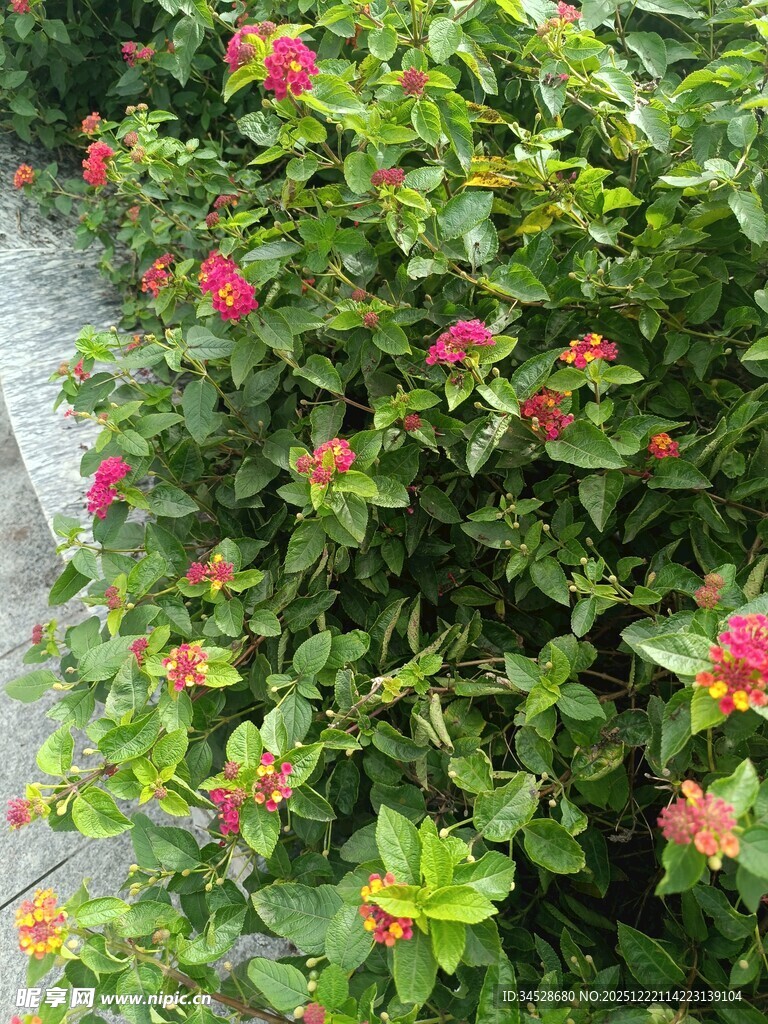 盛开的红色花卉绿植景观