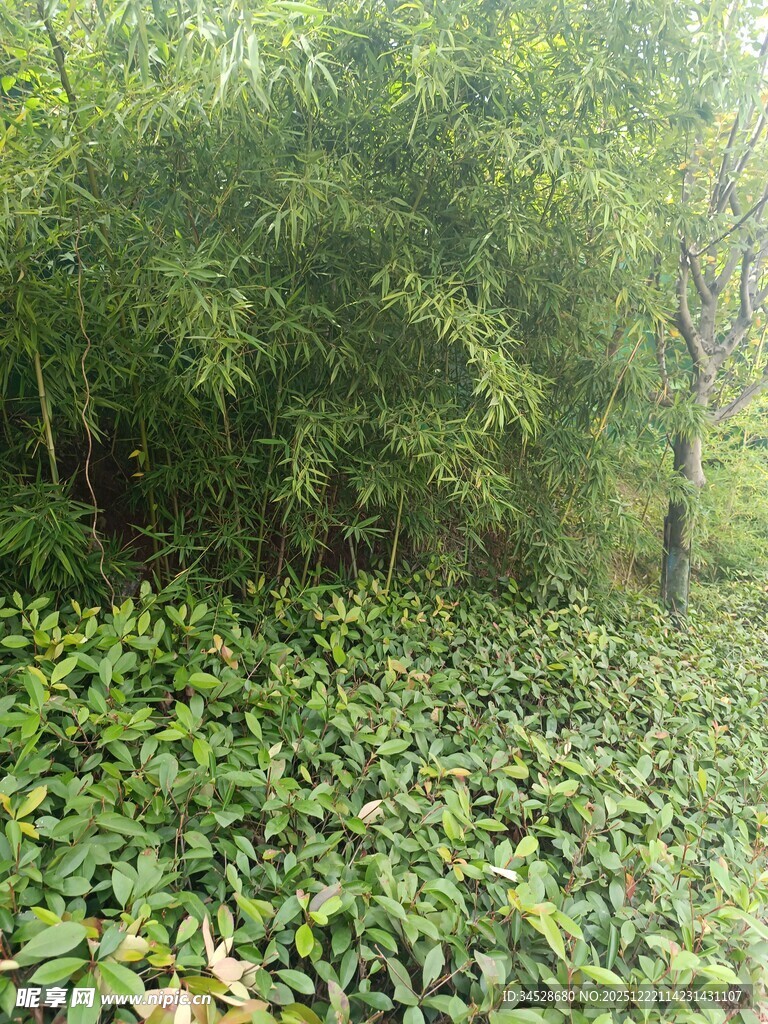 茂密绿植覆盖的林间景象