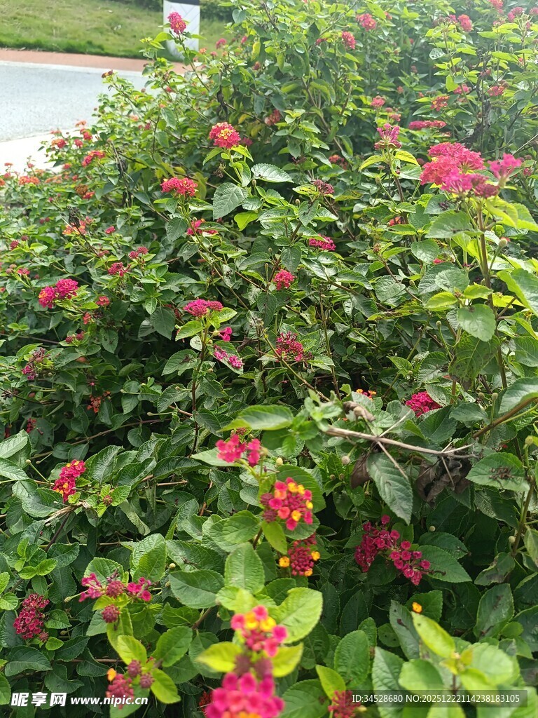 鲜艳花丛绽放美丽色彩