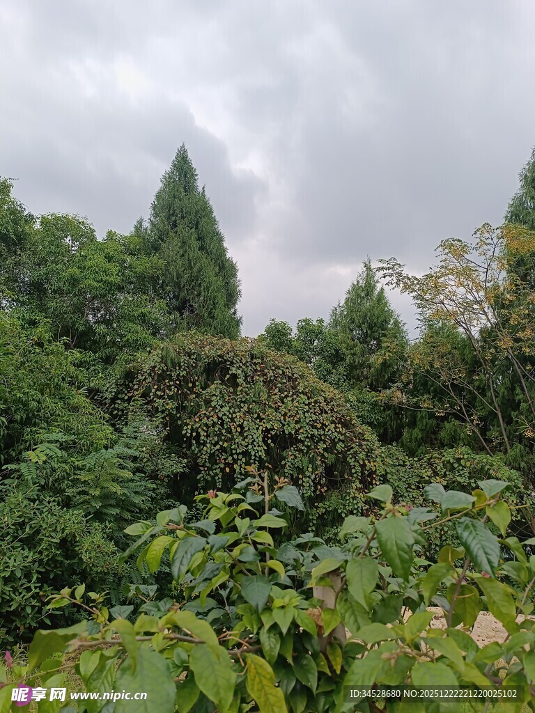 茂密丛林绿意盎然