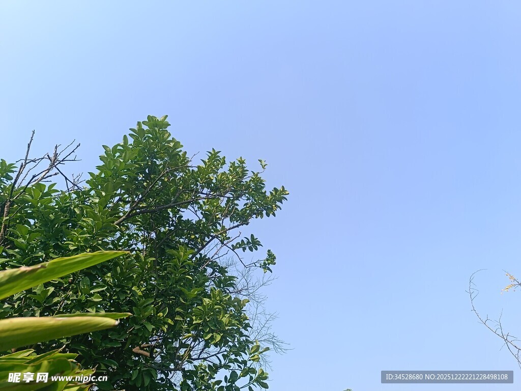 蓝天绿树间的清新景致