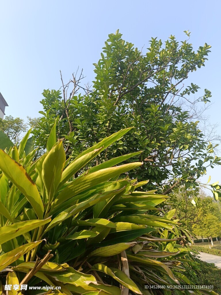 阳光下的葱郁绿植