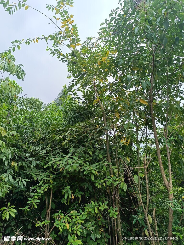 繁茂树林中的绿意景象