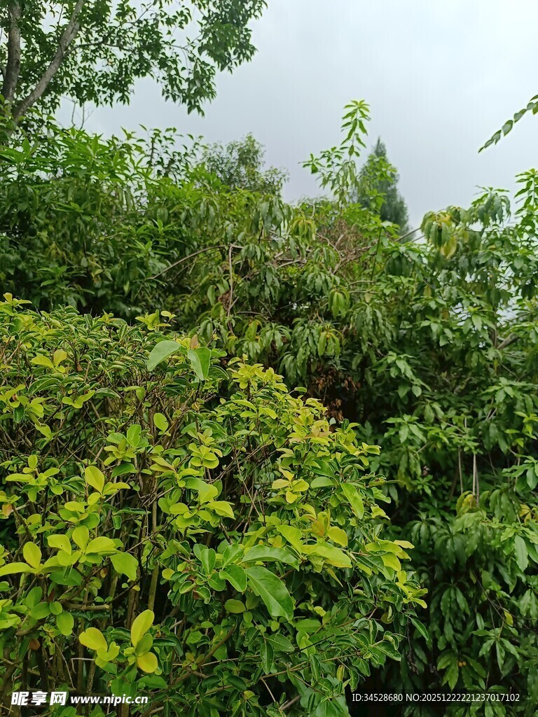 繁茂绿植景观