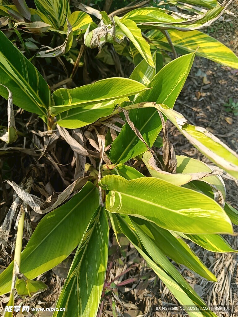 翠绿斑斓的叶片植物特写