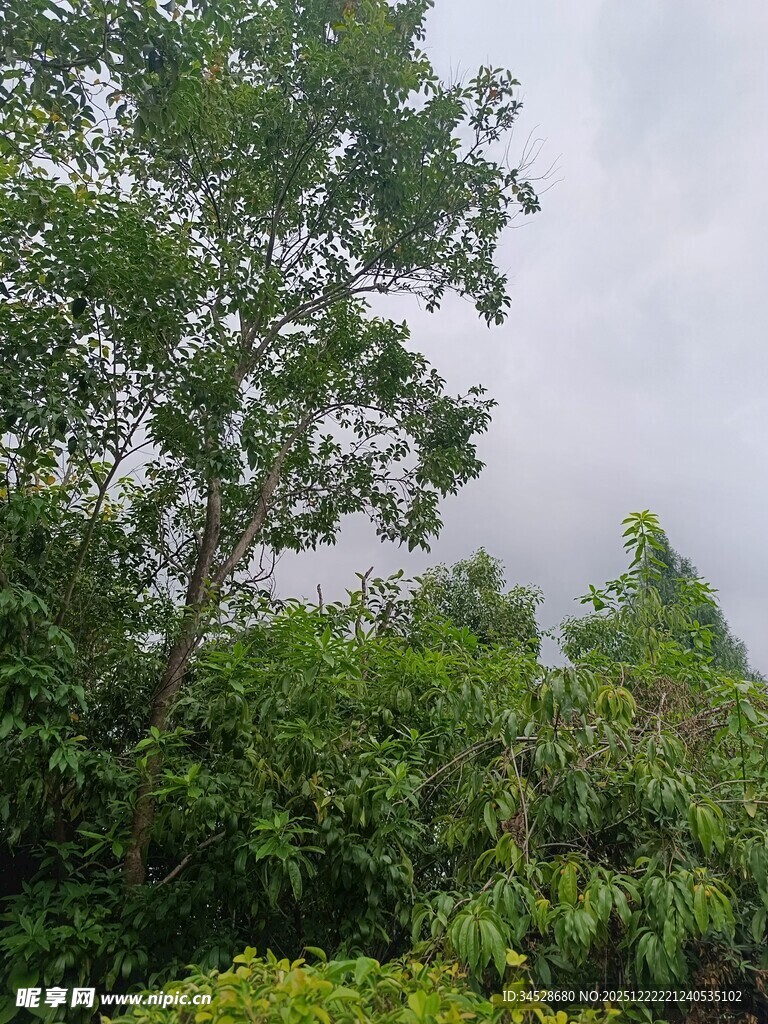 茂密树林中的清新景致