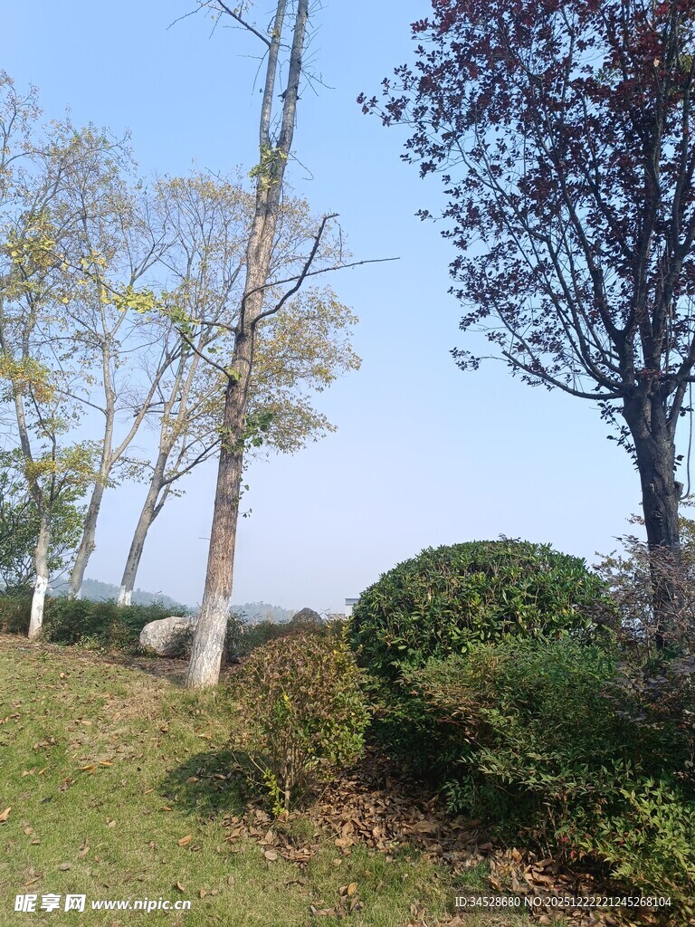 户外秋日树木绿植景致