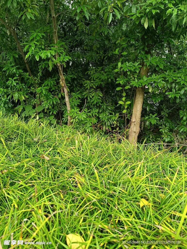 绿意盎然的林间草地