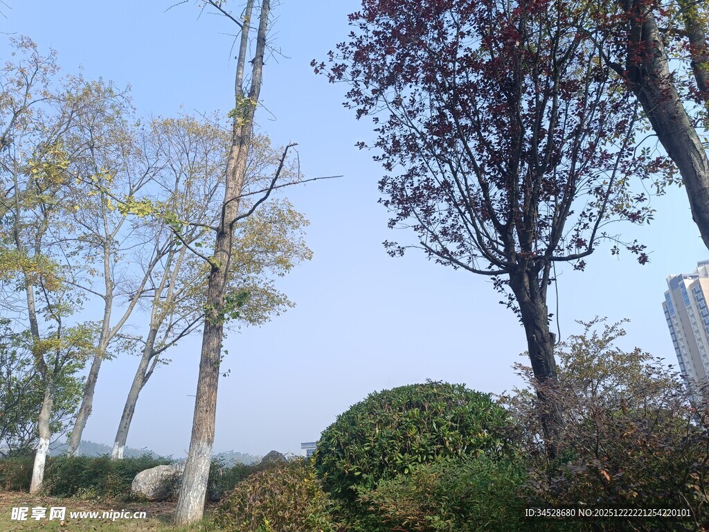 户外树木绿植风景图