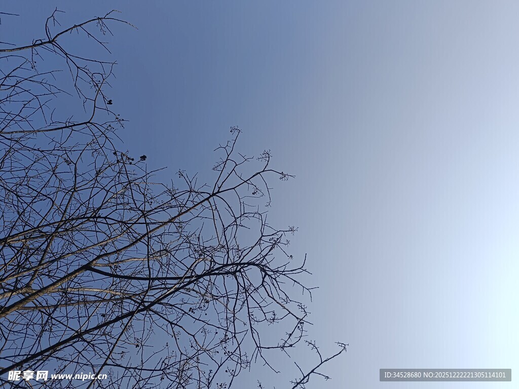 蓝天映衬下的光秃树枝