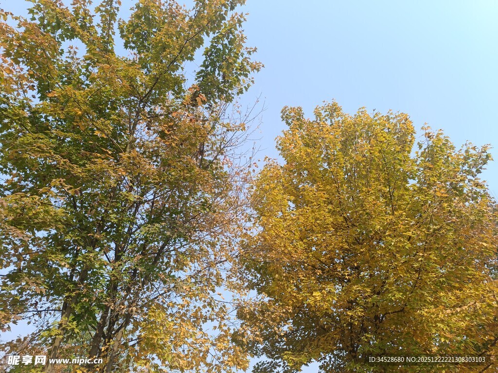 秋日金黄树木风景