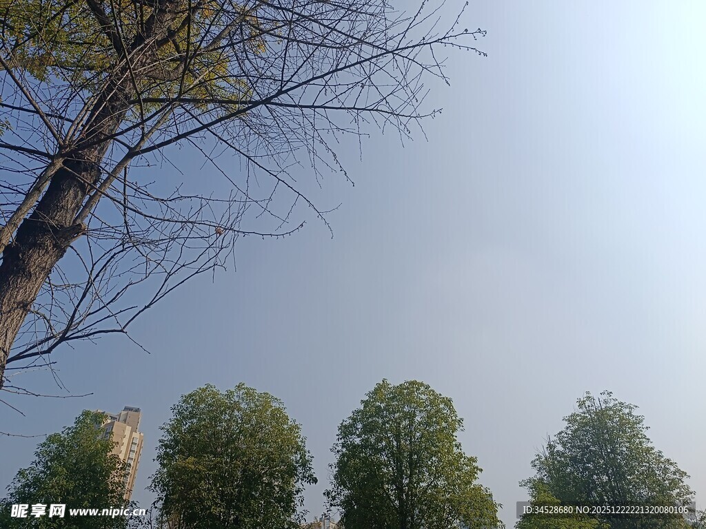 树梢之上的蓝天绿树