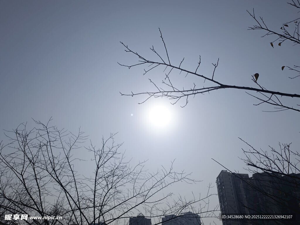 冬日树枝间的明亮日光