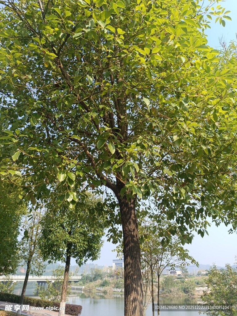 河畔绿树成荫的美丽景致