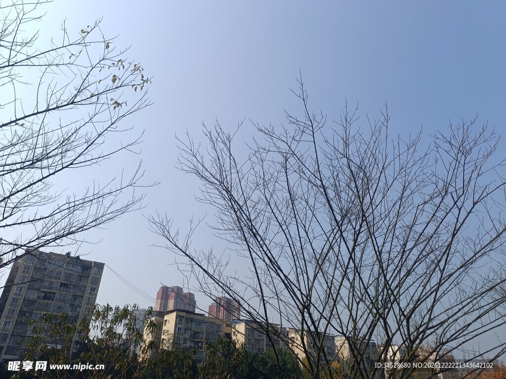 冬日光秃树木与远处建筑