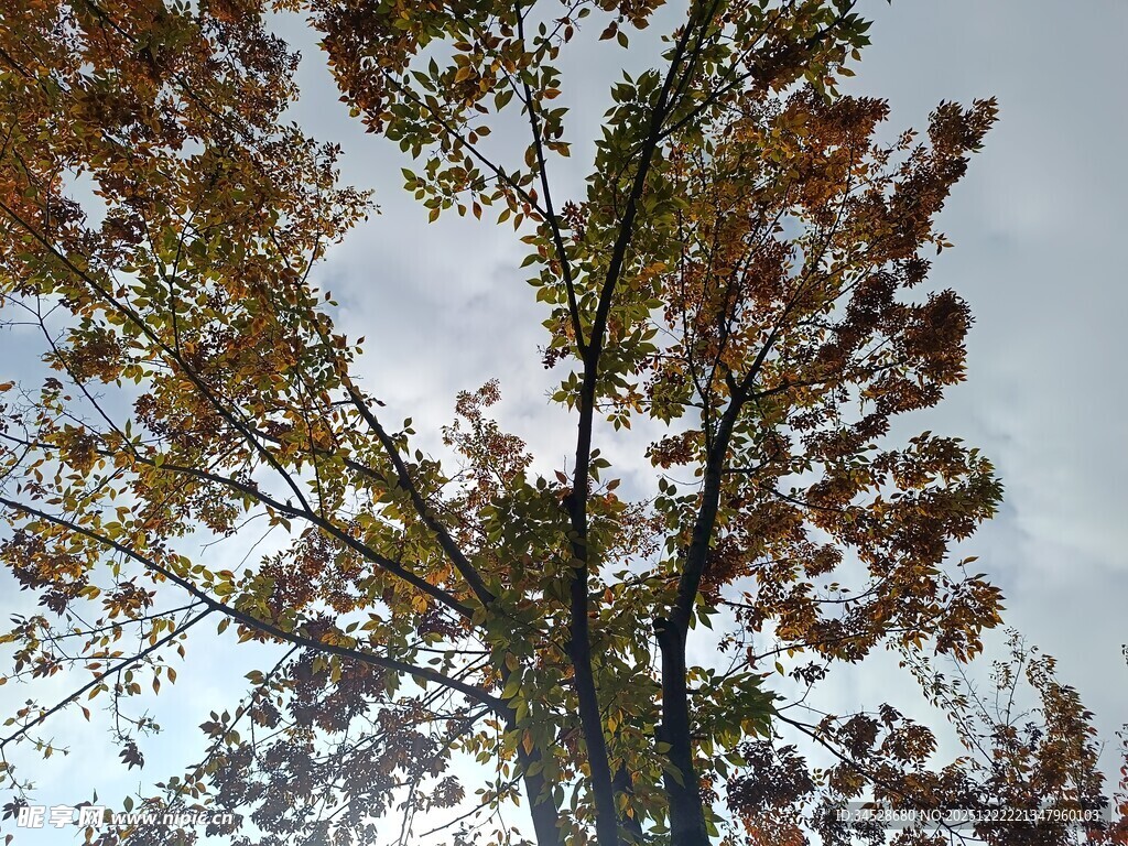 秋日仰拍斑斓树木