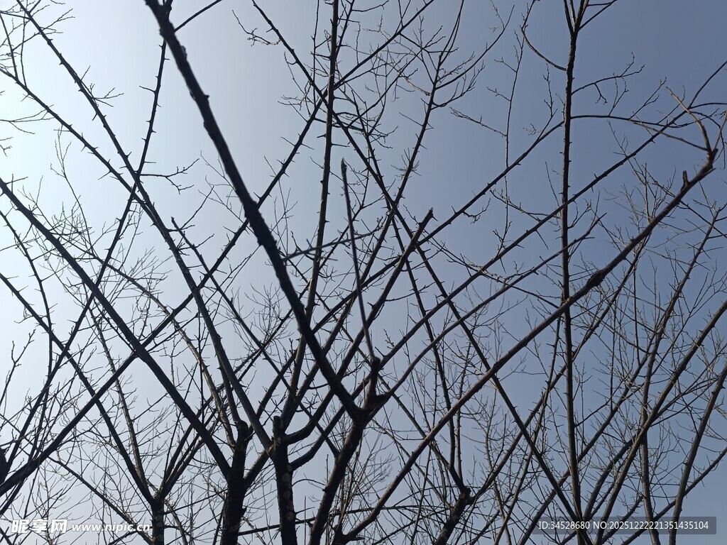 冬日光秃树枝与蓝天
