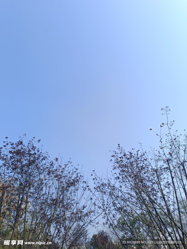 蓝天映衬下的稀疏树木