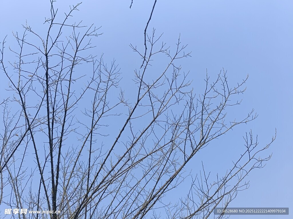 冬日光秃树枝与蓝天