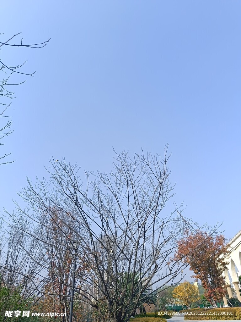 冬日光秃树木与晴朗天空