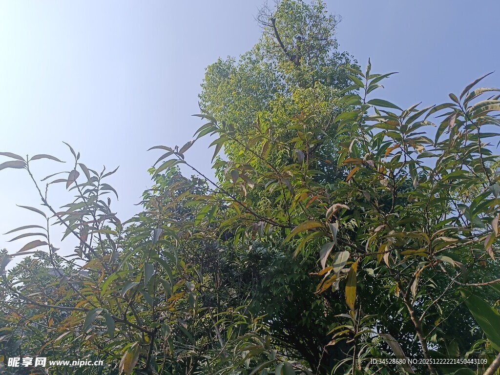 蓝天映衬下的繁茂绿植