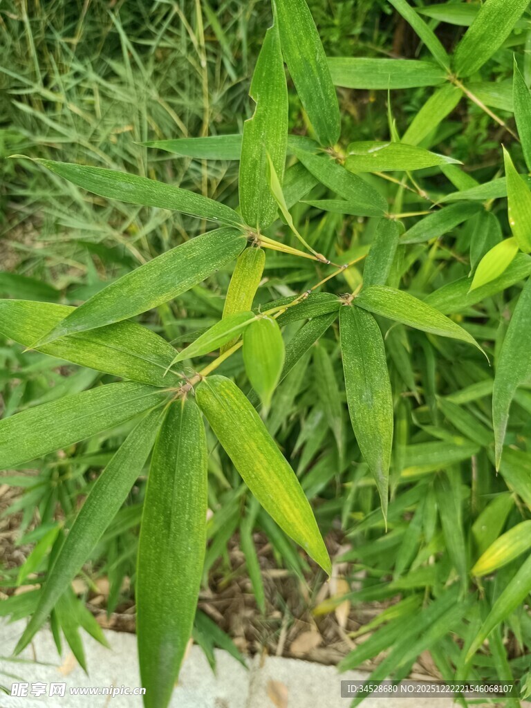 翠绿幼竹生机勃勃