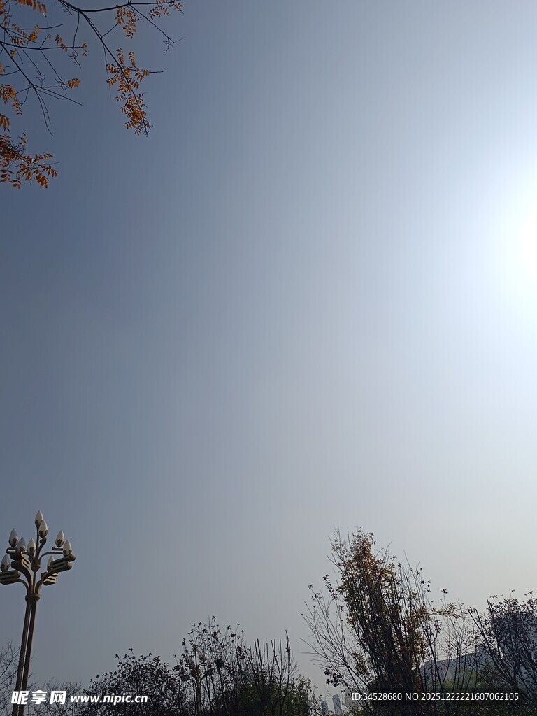 阳光下的树木与路灯