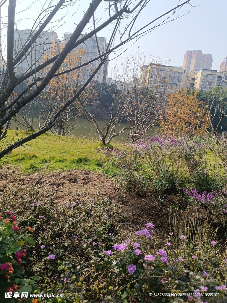 城郊冬日花草树木景观