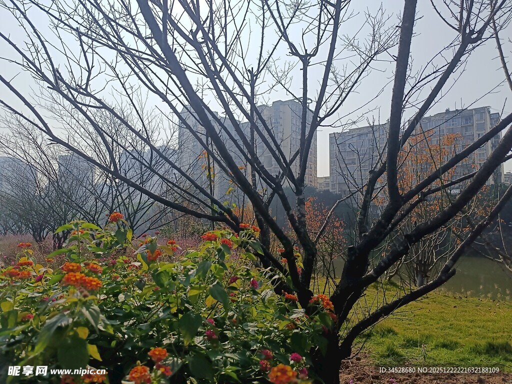 雾中萧瑟树木与城市景观