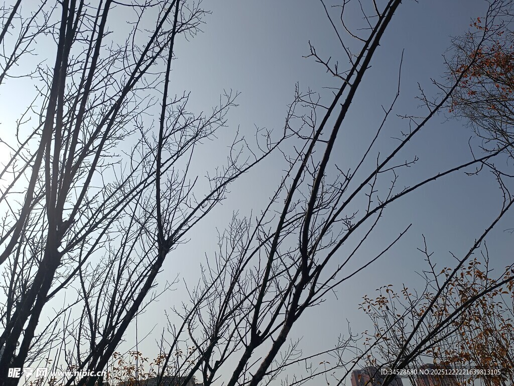 冬日光秃树枝与蓝天