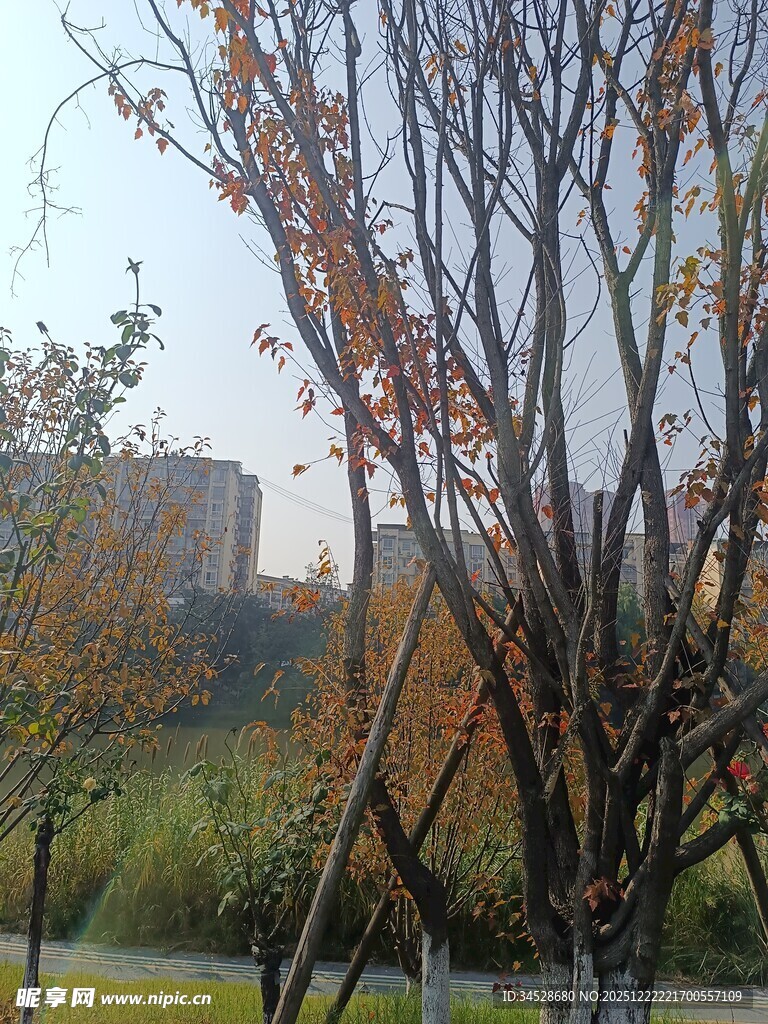 秋日公园树木与远处建筑