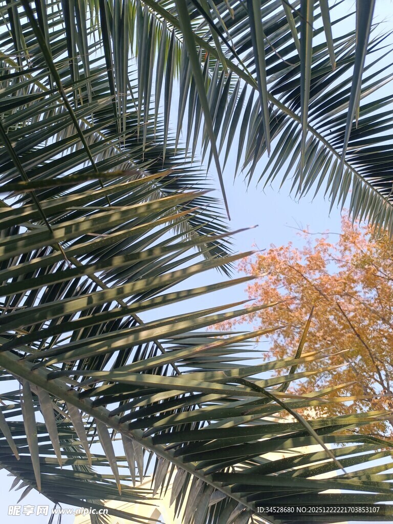 棕榈枝叶间的秋日景致