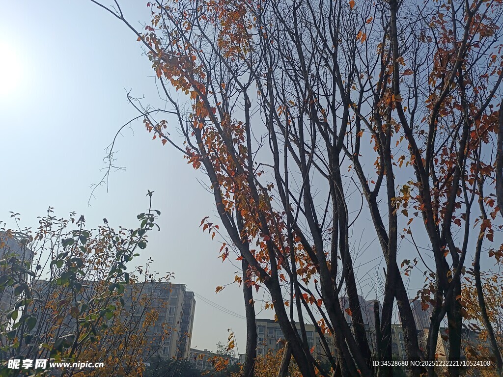 秋日枯树与远处建筑景观