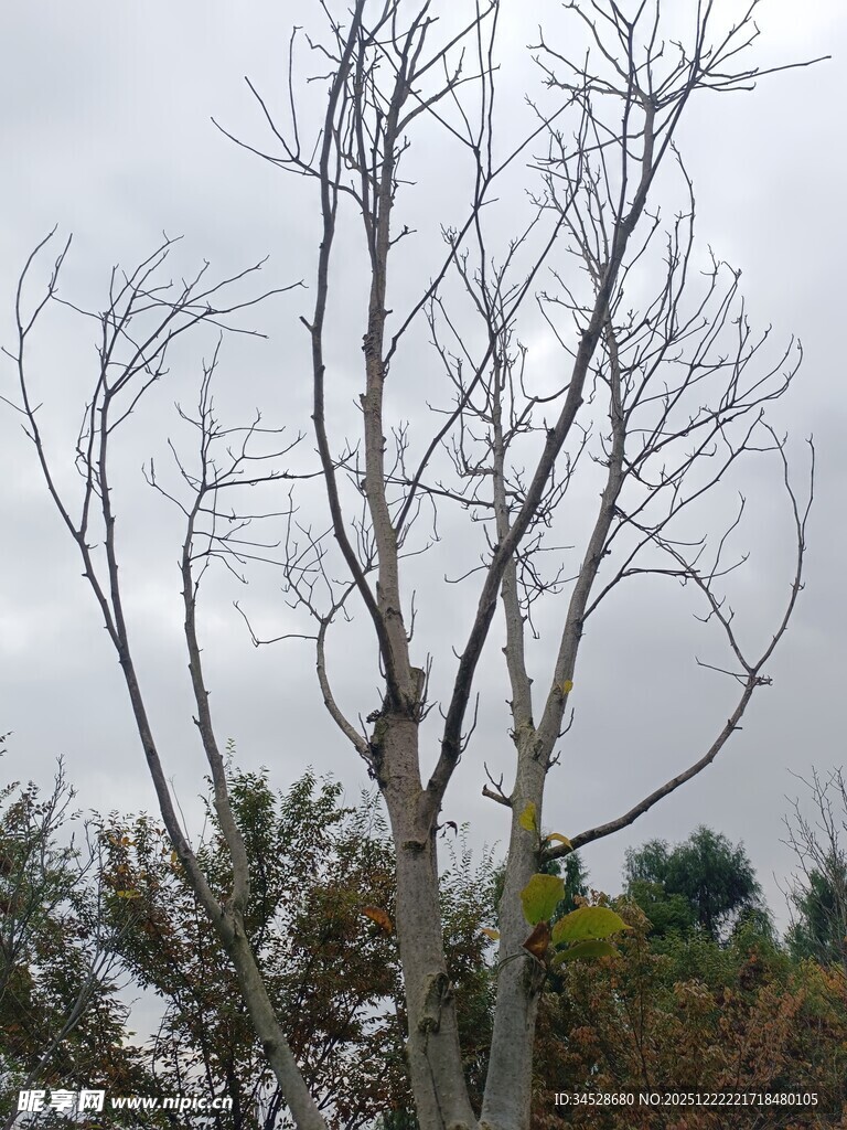 冬日光秃树木景象