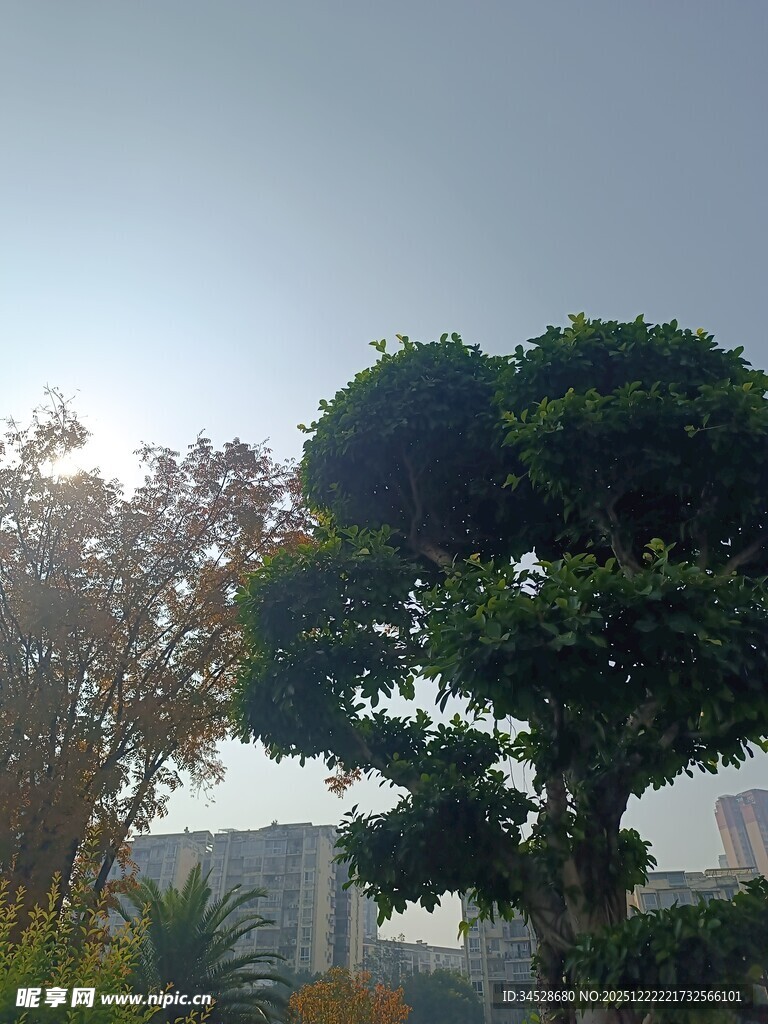 阳光下的绿树与建筑景观