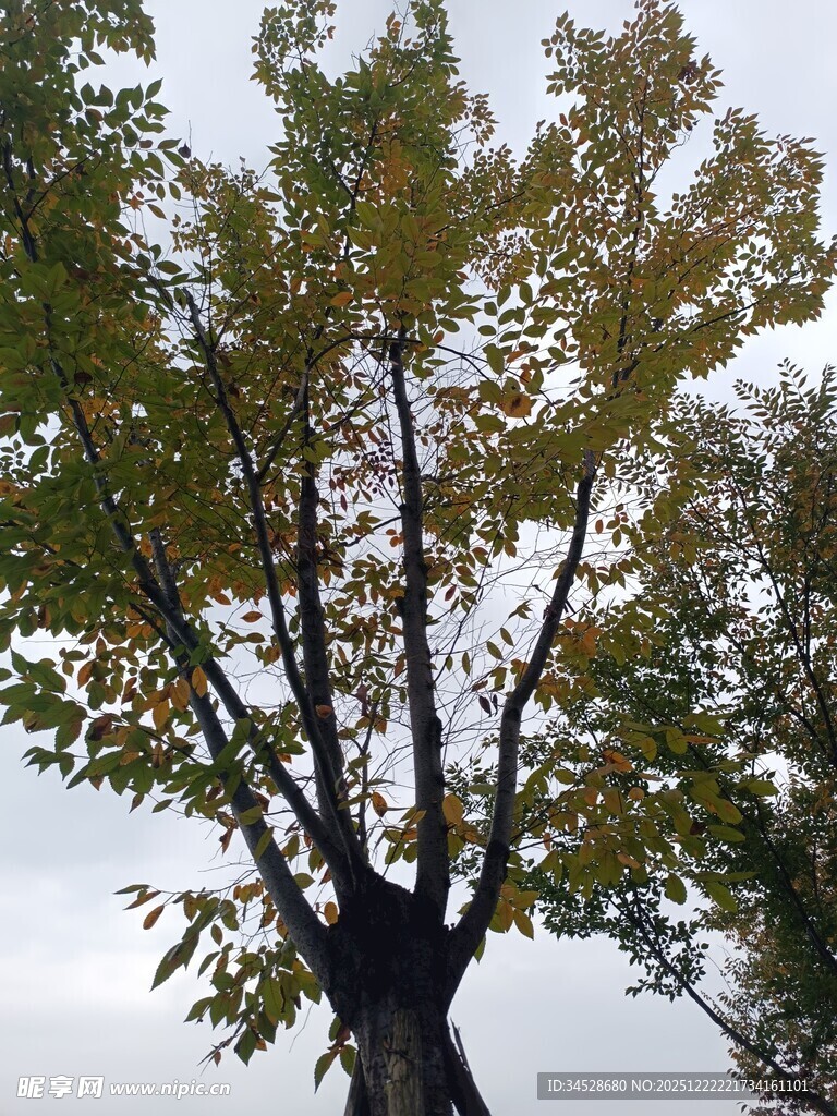 秋日大树枝叶繁茂景象