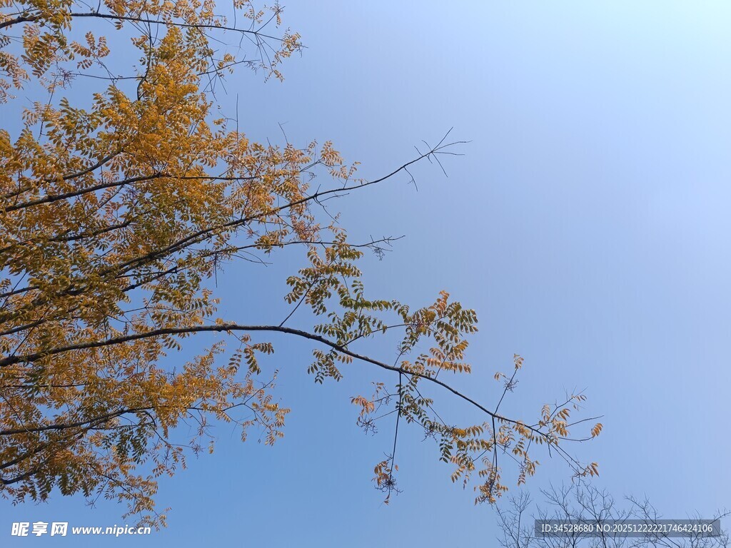 秋日银杏树枝映蓝天