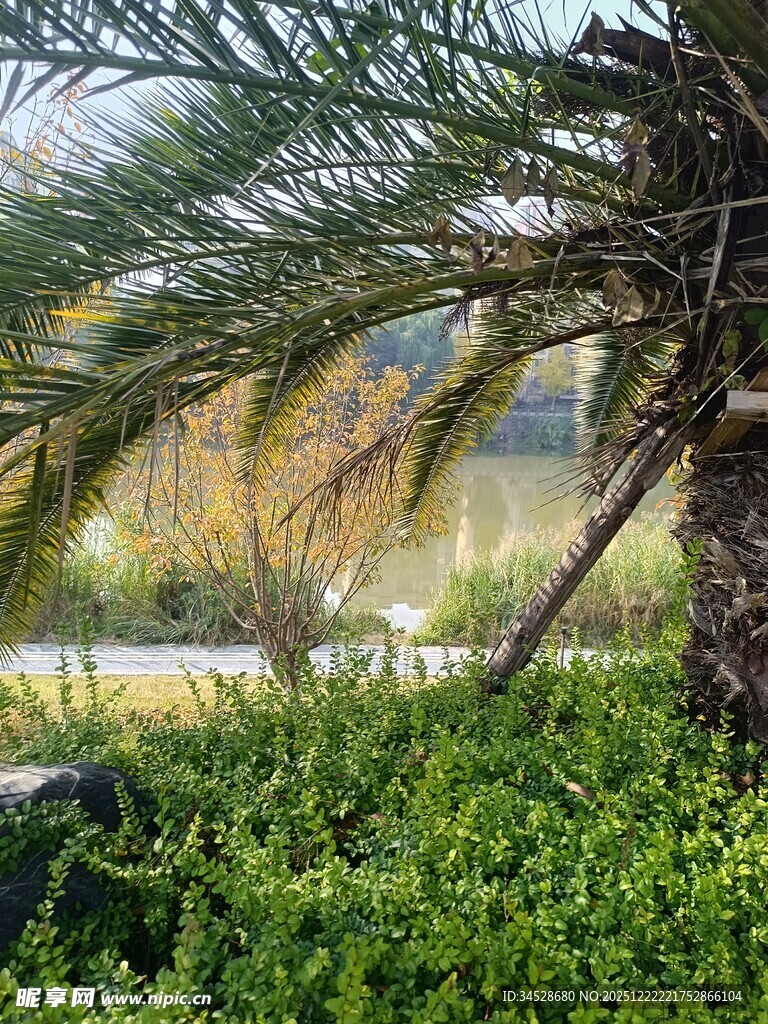 户外绿植与棕榈树景观