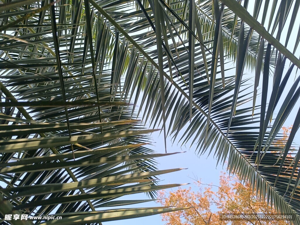 仰视下的棕榈叶与秋日树梢