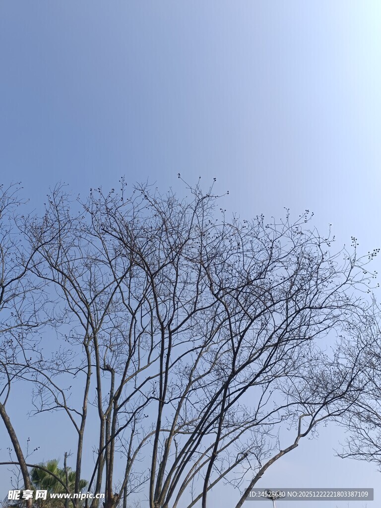 蓝天映衬下的光秃树木