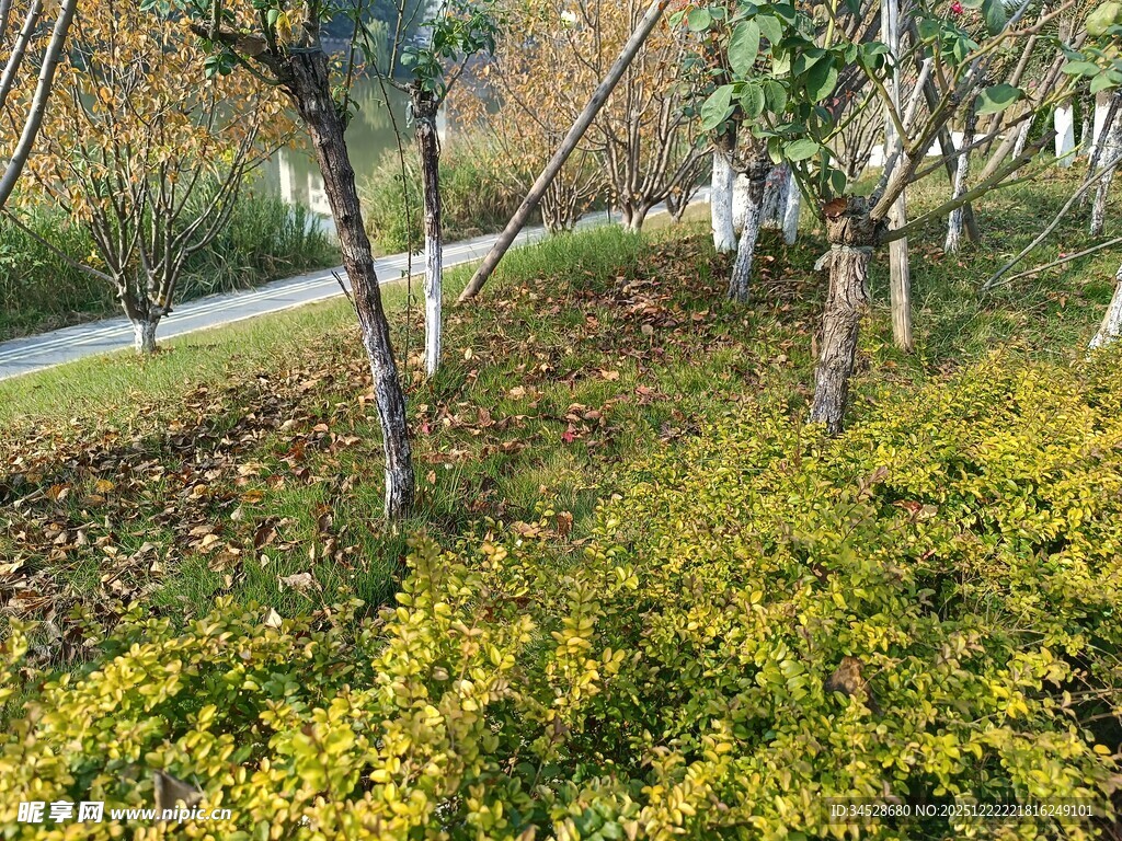 秋日林间斑斓绿植景观