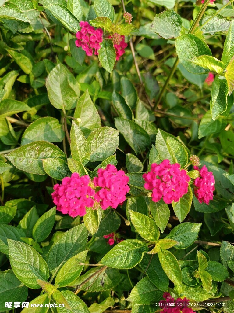 鲜艳粉花绽放绿叶间