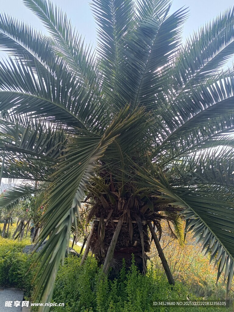 高大棕榈树