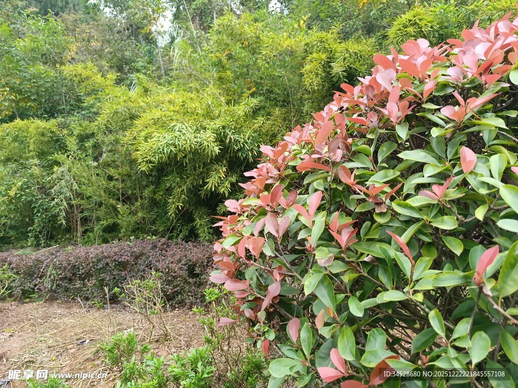 多彩灌木装点绿意园林