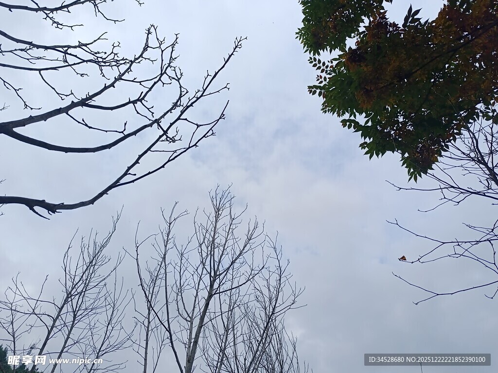 冬日枯树与枝叶景象