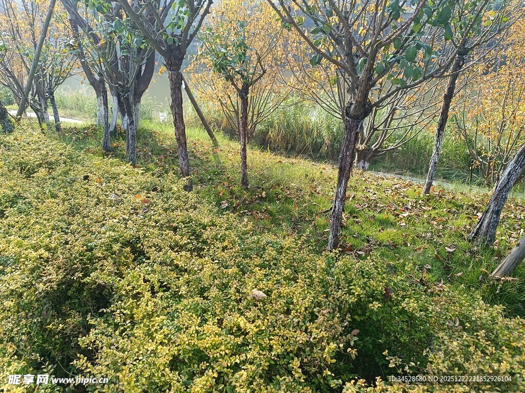 秋日林间繁茂绿植景观
