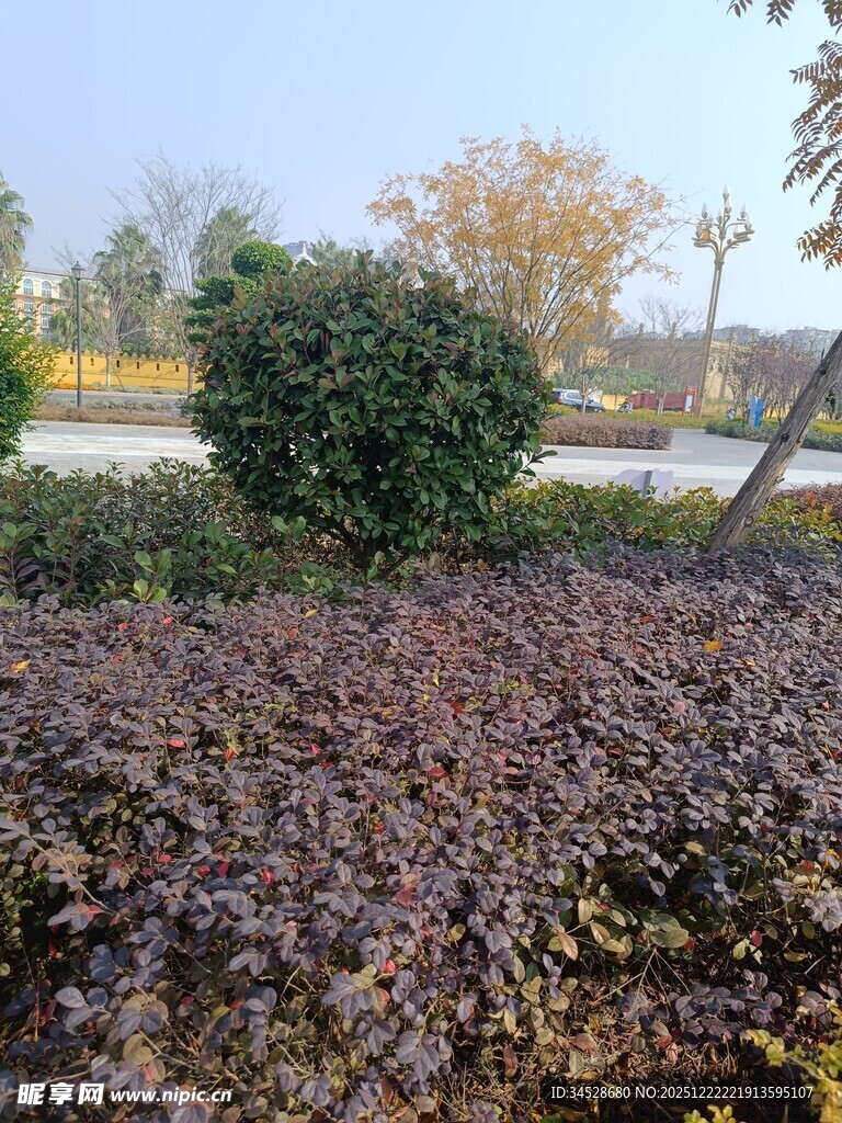 秋日园林植物景观