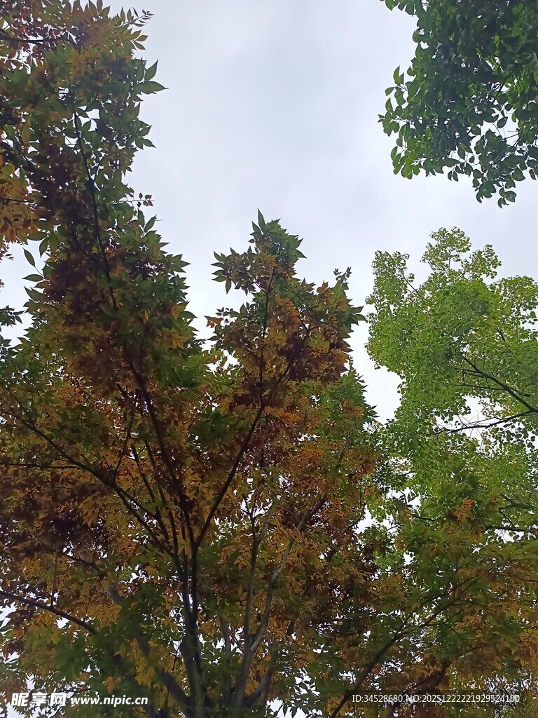 仰视多彩树木景观