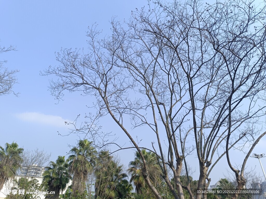 冬日光秃树木与远处绿植