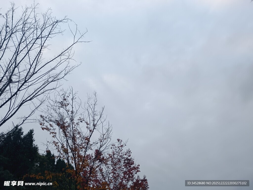 雾中枯树与多彩枝叶